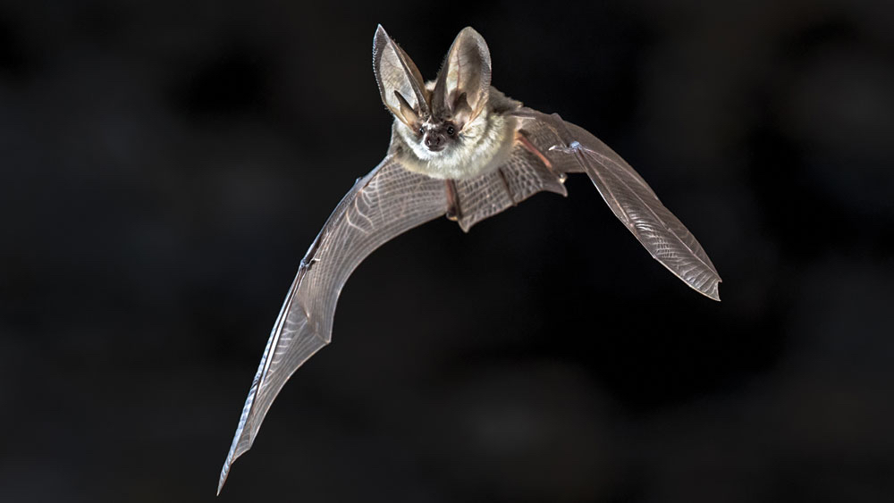 Bat Echolocation Defies Evolutionary Explanations The Institute for